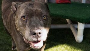 Robber set his 'ferocious' pitbull dog on victim, court hears Robber set his 'ferocious' pitbull dog on victim, court hears