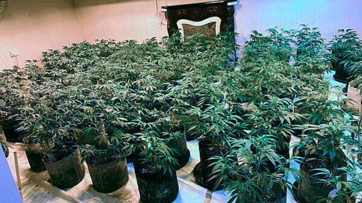 Two arrested after £300,000 cannabis factory raided in Co Down