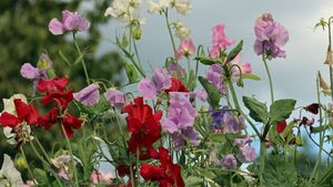 Green Fingers: Two sweet peas Green Fingers: Two sweet peas