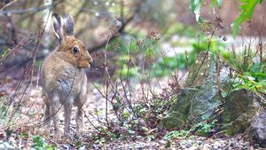 Catherine Drea: Spring at last