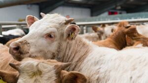 Farming: Trade particularly strong at recent Dungarvan Mart sale
