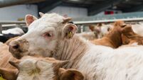 Farming: Trade particularly strong at recent Dungarvan Mart sale