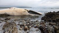 'Famous' whale carcass continues to cause a stink on Waterford beach