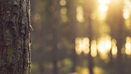 Did Waterford council spend €40,000 to replace trees planted at the wrong time of year? 