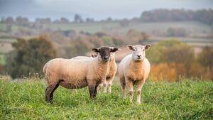 Concern over rise in gruesome sheep attacks