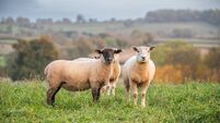 Concern over rise in gruesome sheep attacks