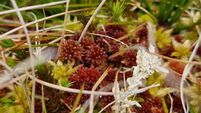 Over €30,000 in biodiversity funding announced for six Waterford communities