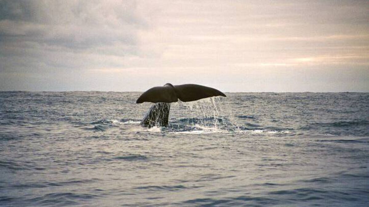 Good news in 'extremely unusual situation' of sperm whale swimming in Waterford Estuary