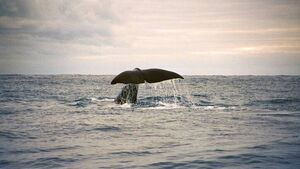 Good news in 'extremely unusual situation' of sperm whale swimming in Waterford Estuary Good news in 'extremely unusual situation' of sperm whale swimming in Waterford Estuary