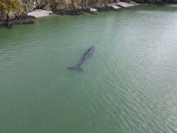 Sperm whale swimming in Waterford estuary on Tuesday. Photo: Damian Tiernan/Damien Burke on Facebook. Sperm whale swimming in Waterford estuary on Tuesday. Photo: Damian Tiernan/Damien Burke on Facebook.