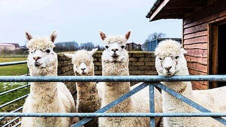 Farmer brings alpaca therapy to nursing homes and schools