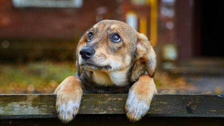 Waterford councillors told dog warden deployment not up for discussion