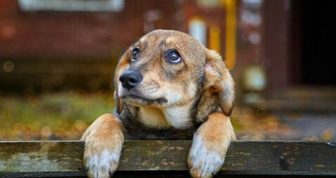 Waterford councillors told dog warden deployment not up for discussion