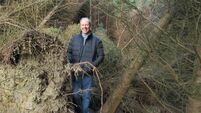 24,000 hectares of forest suffered windblow damage