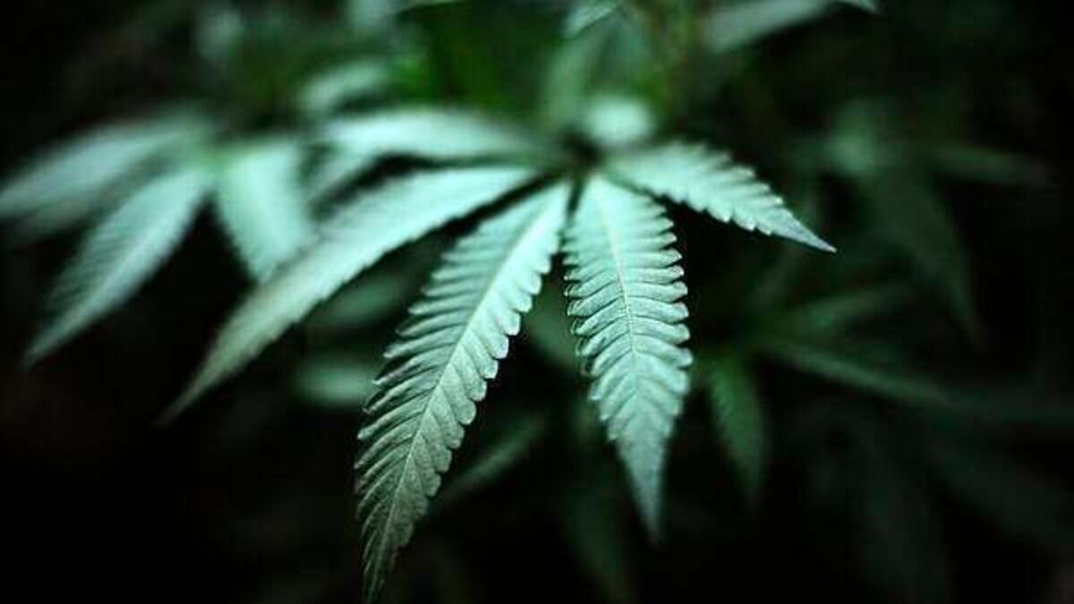 Poll: Do you support the legalisation of cannabis for recreational use?