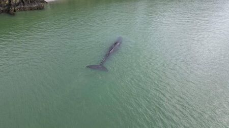 Happy ending in the tale of the sperm whale spotted in Waterford Estuary