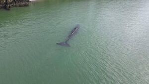 Happy ending in the tale of the sperm whale spotted in Waterford Estuary Happy ending in the tale of the sperm whale spotted in Waterford Estuary