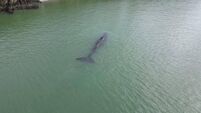 Happy ending in the tale of the sperm whale spotted in Waterford Estuary