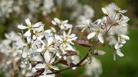 Green Fingers: April showers and flowers