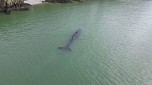 Conservation group issues sad update on fate of Waterford Estuary whale Conservation group issues sad update on fate of Waterford Estuary whale