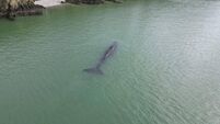 Conservation group issues sad update on fate of Waterford Estuary whale 
