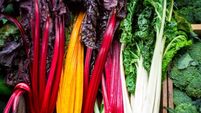 Green Fingers: Accommodating delicious vegetables