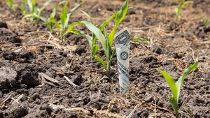 Ifac to host webinar on US tariffs for agribusiness sector