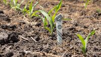 Ifac to host webinar on US tariffs for agribusiness sector