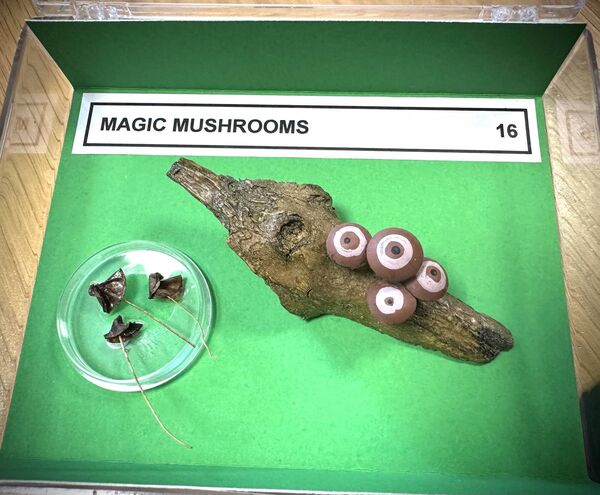 Magic Mushrooms