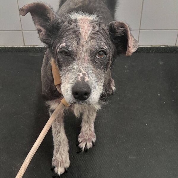 Shadow had a severe case of mange that had been untreated. 