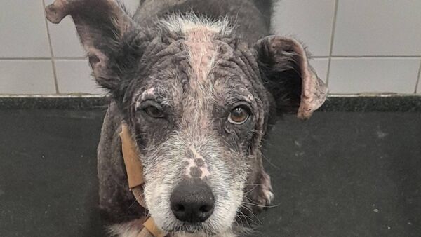 Waterford woman banned from owning animals after serious case of neglecting dog