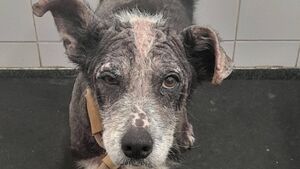 Waterford woman banned from owning animals after serious case of neglecting dog