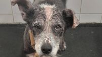 Waterford woman banned from owning animals after serious case of neglecting dog
