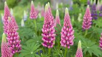 Green Fingers: Sowing flower seeds for seasonal colour