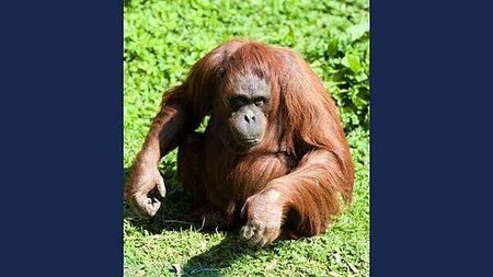Dublin Zoo announces death of orangutan Leonie who lived at the zoo for over 40 years