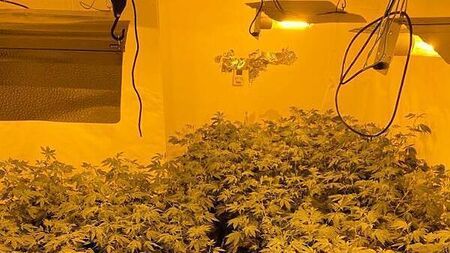Man arrested after €432k in cannabis plants seized at growhouses in Ballinasloe and Athlone