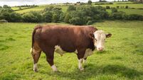 Proper discussions called for on artificial insemination