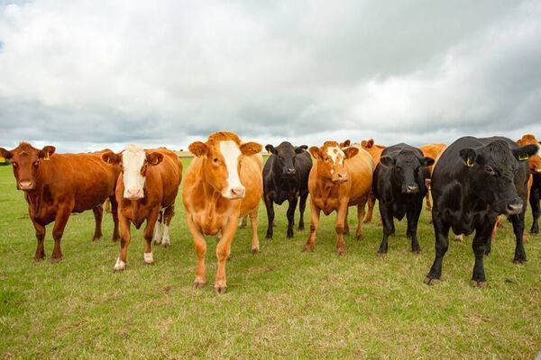 The ICMSA has said new measures involve all TB burden being "lumped" onto farmers. Stock image