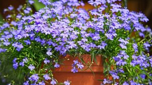 Green Fingers: Plant now for a great summer display Green Fingers: Plant now for a great summer display