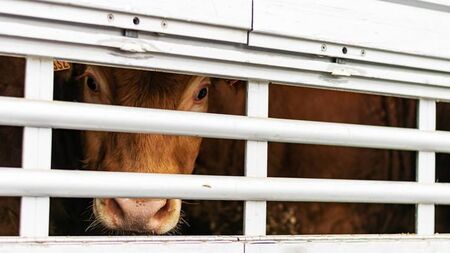 Tensions 'running high' in rural Waterford area over late-night cattle activity