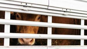 Tensions 'running high' in rural Waterford area over late-night cattle activity