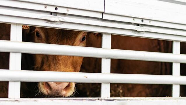 <p>Cattle are reportedly being moved in the 'dead of night' from the Waterford enterprise. </p>