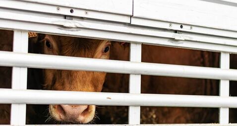 Tensions 'running high' in rural Waterford area over late-night cattle activity