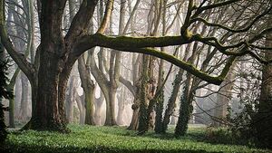 Tales from Irish folklore: People 'carried' by fairies in the Irish countryside