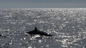 Everything you need to know about the whale watching event of the year set for Waterford 