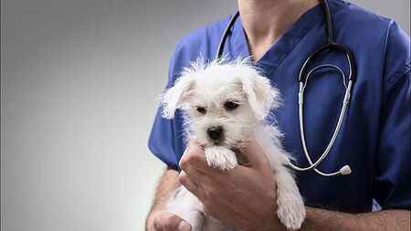 Veterinary Council report highlights significant changes and work-life balance issues