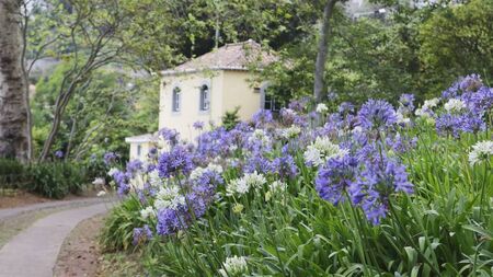 Green Fingers: Garden flowers that last