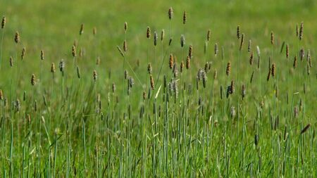 Farming: Noxious Weeds Order to include Blackgrass