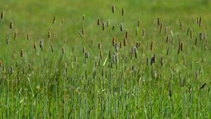 Farming: Noxious Weeds Order to include Blackgrass Farming: Noxious Weeds Order to include Blackgrass