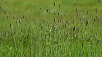 Farming: Noxious Weeds Order to include Blackgrass 
